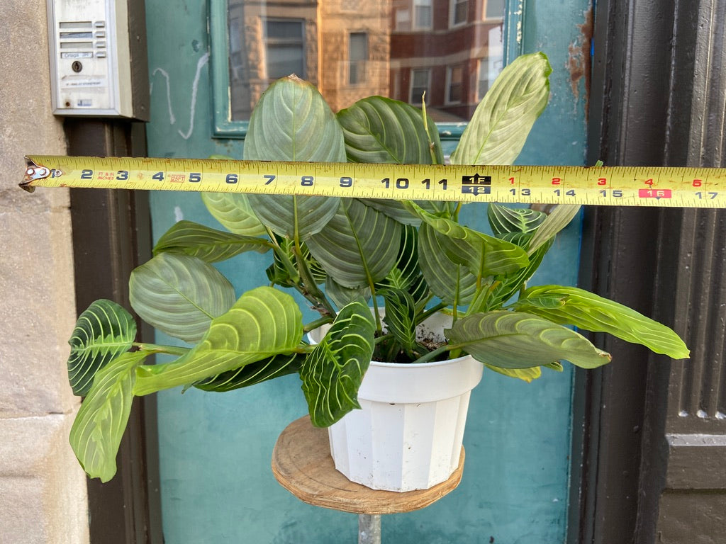 Maranta "Lemon Lime" - 6"