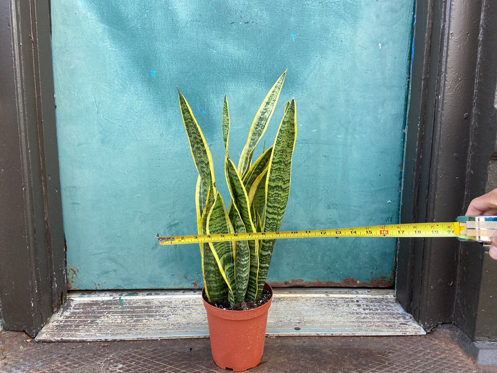 Sansevieria Laurentii (Snake Plant) - 6" Pot