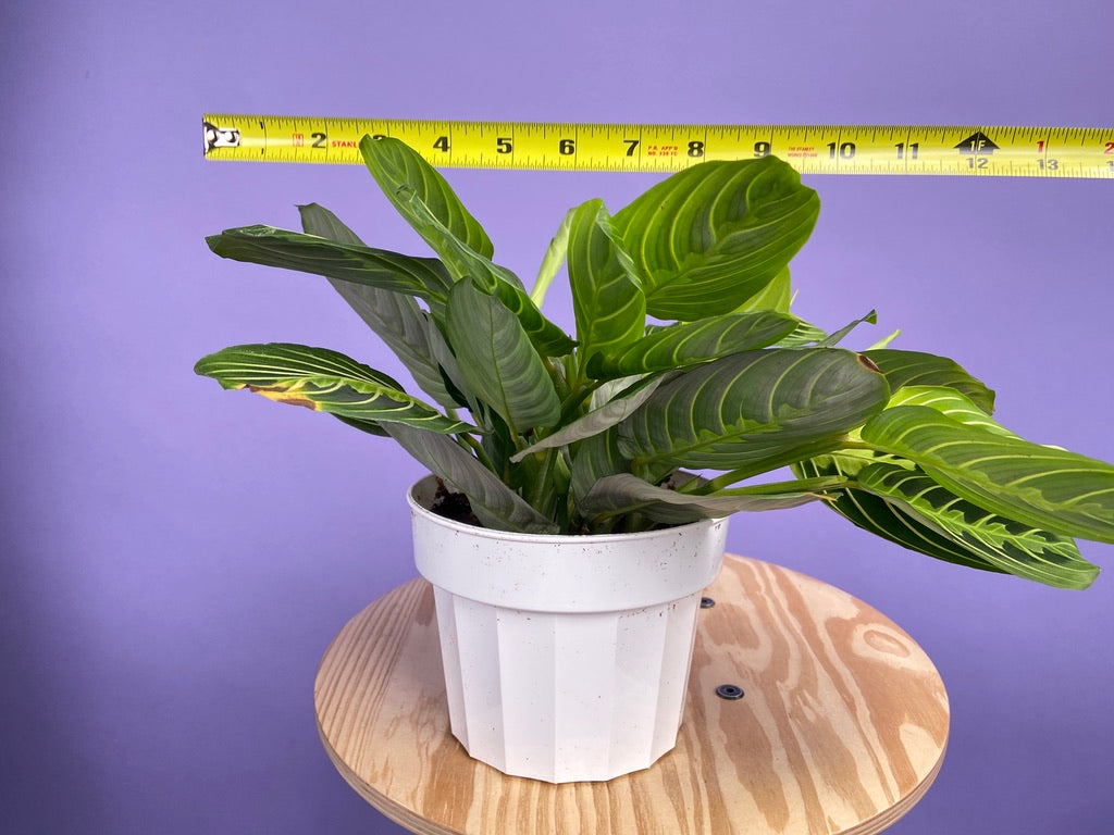 Maranta "Lemon Lime" - 6"