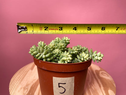 Sedum Burro's Tail - 6"
