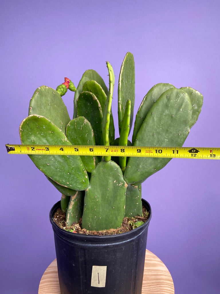 Prickly Pear Cactus (Spineless) - 10" Pot