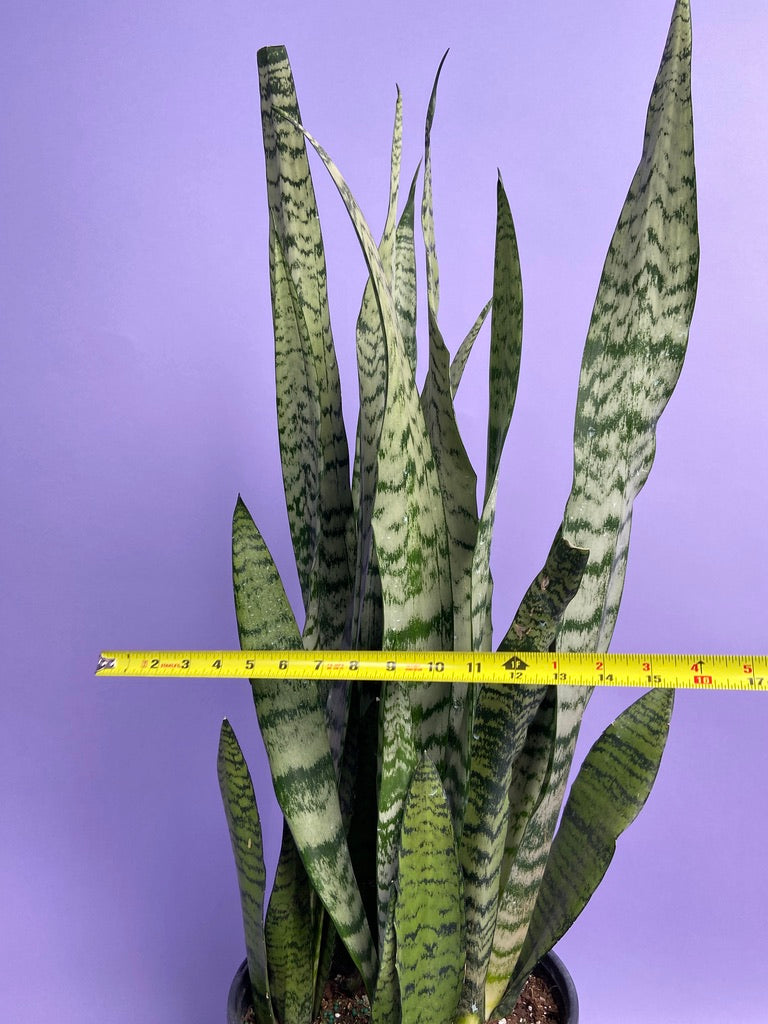 Sansevieria Zeylanica (Snake Plant) - 10" Pot