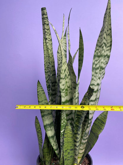 Sansevieria Zeylanica (Snake Plant) - 10" Pot