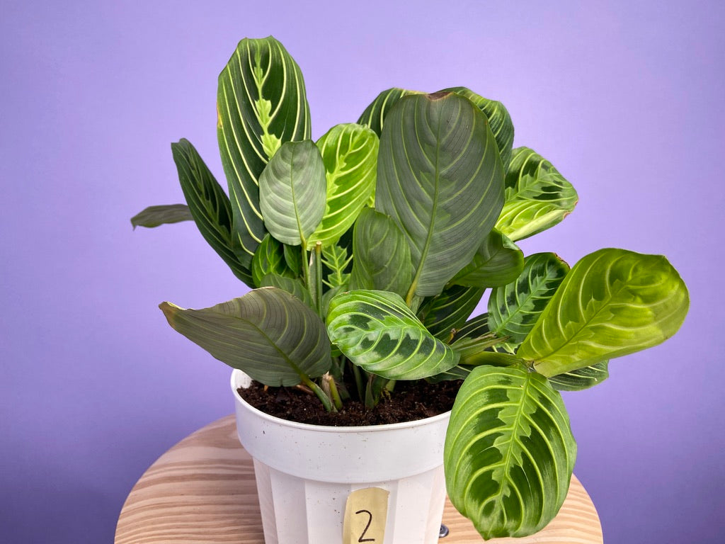 Maranta "Lemon Lime" - 6"