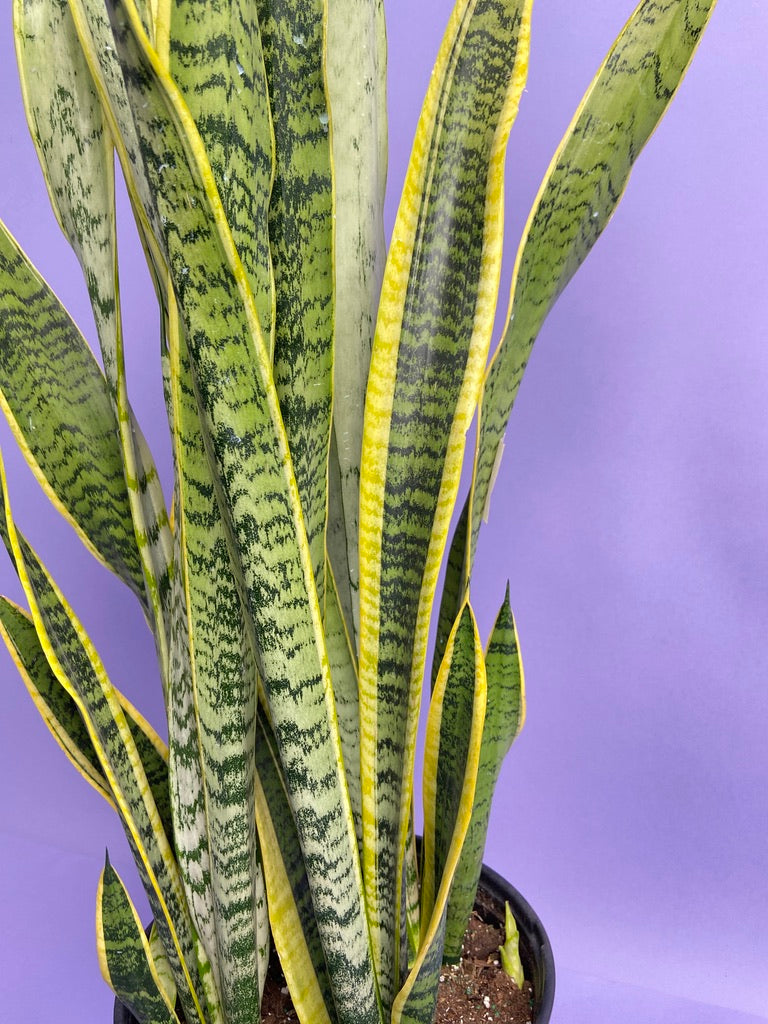 Sansevieria Laurentii (Snake Plant) - 10" Pot