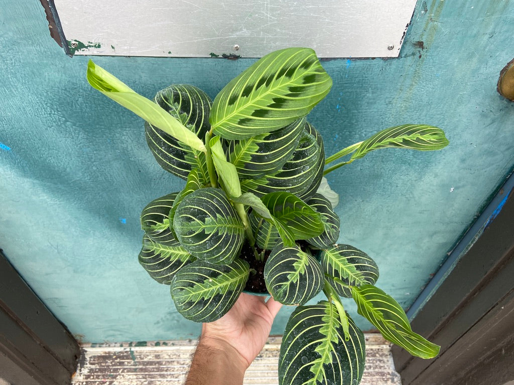 Maranta "Lemon Lime" - 6"