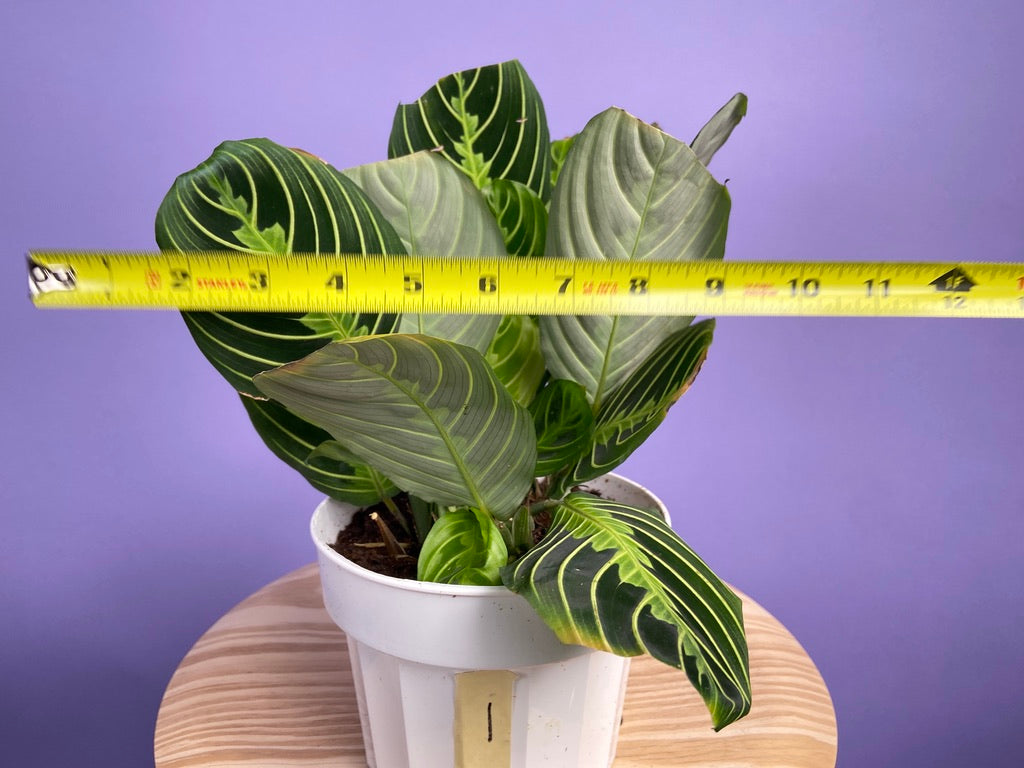 Maranta "Lemon Lime" - 6"