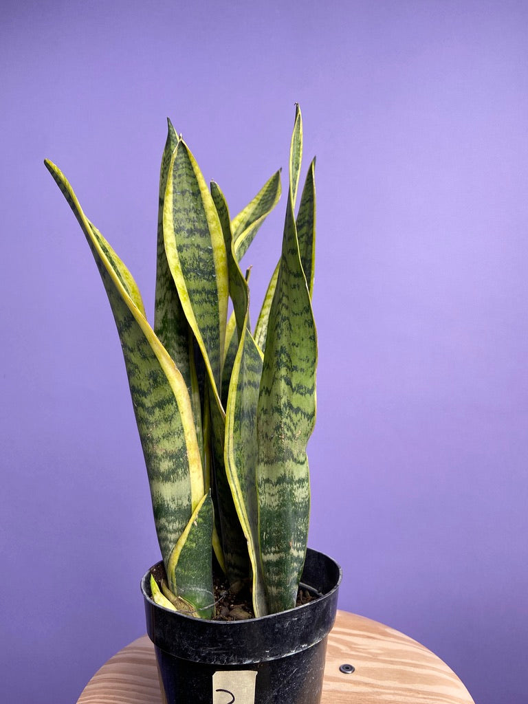 Sansevieria Laurentii (Snake Plant) - 6" Pot
