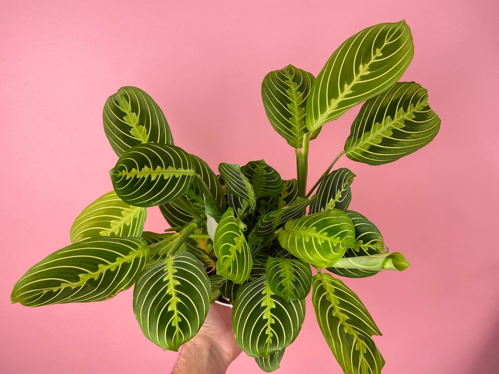 Maranta "Lemon Lime" - 6"