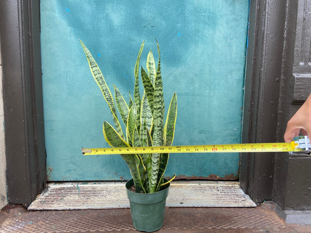 Sansevieria Laurentii (Snake Plant) - 6" Pot