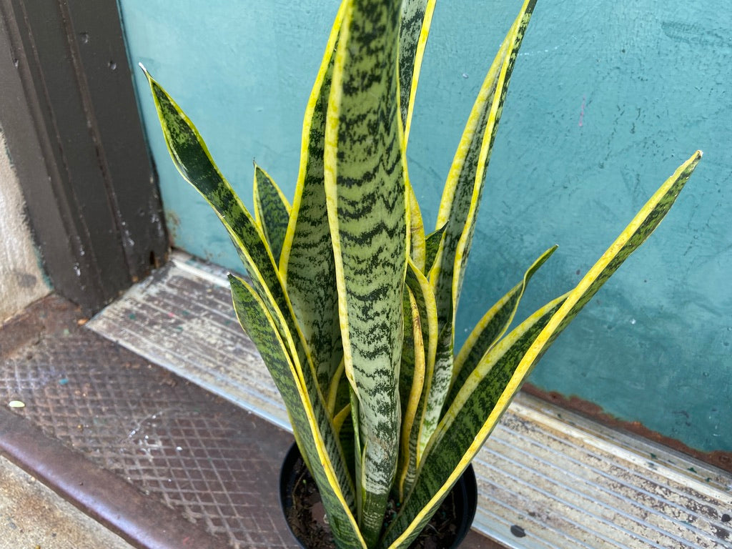 Sansevieria Laurentii (Snake Plant) - 6" Pot