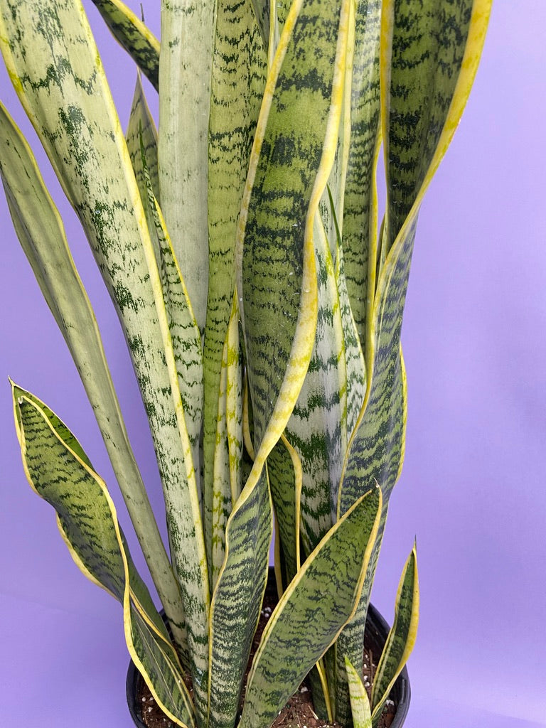 Sansevieria Laurentii (Snake Plant) - 10" Pot