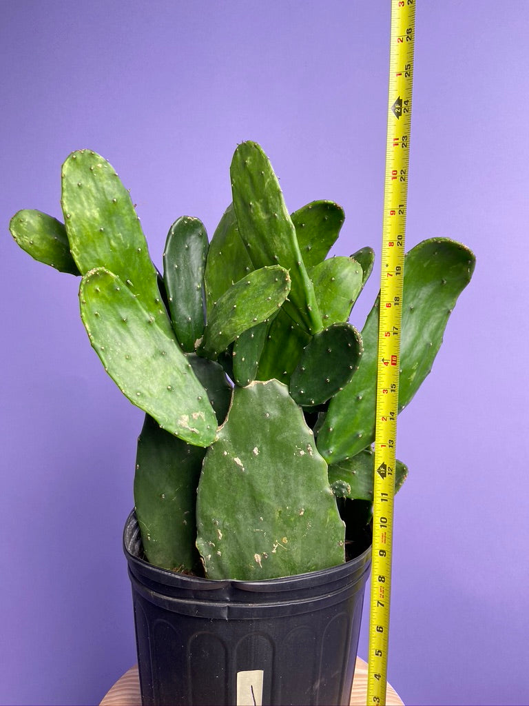 Prickly Pear Cactus (Spineless) - 10" Pot