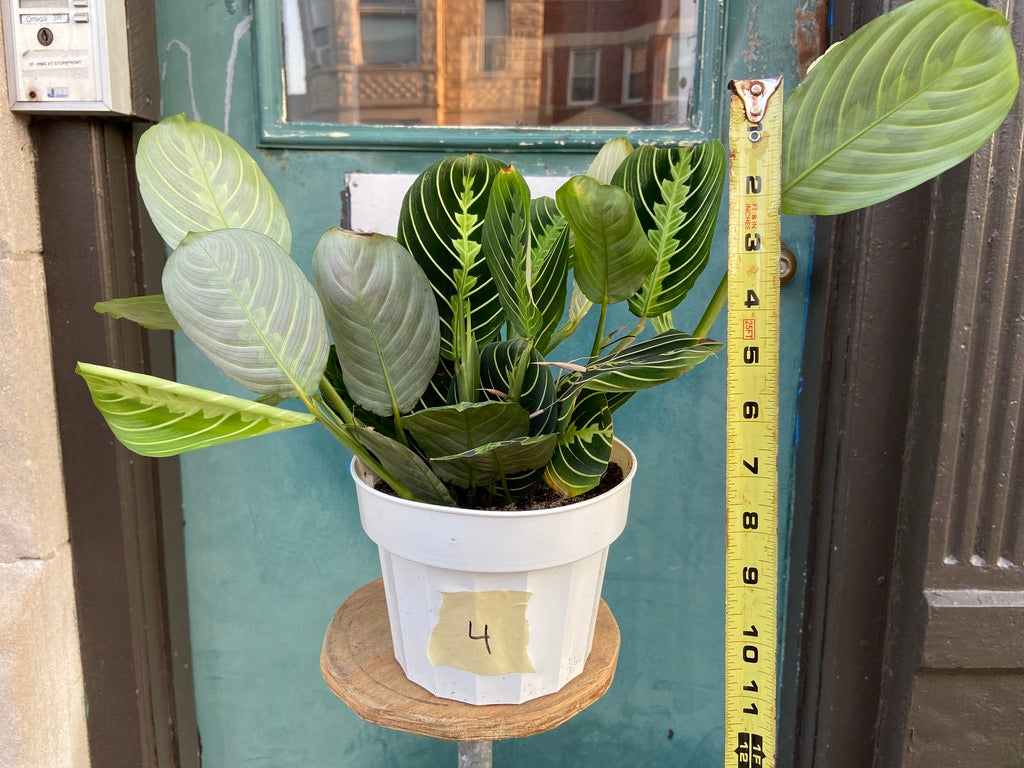 Maranta "Lemon Lime" - 6"