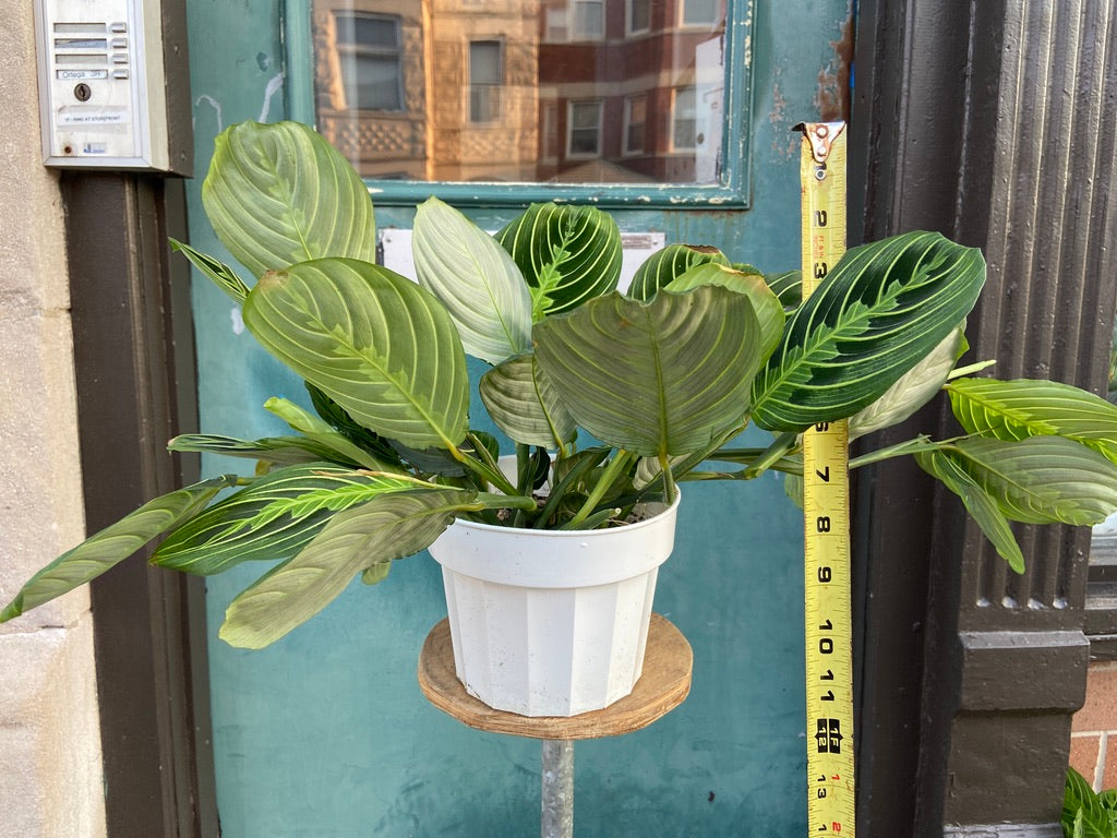 Maranta "Lemon Lime" - 6"