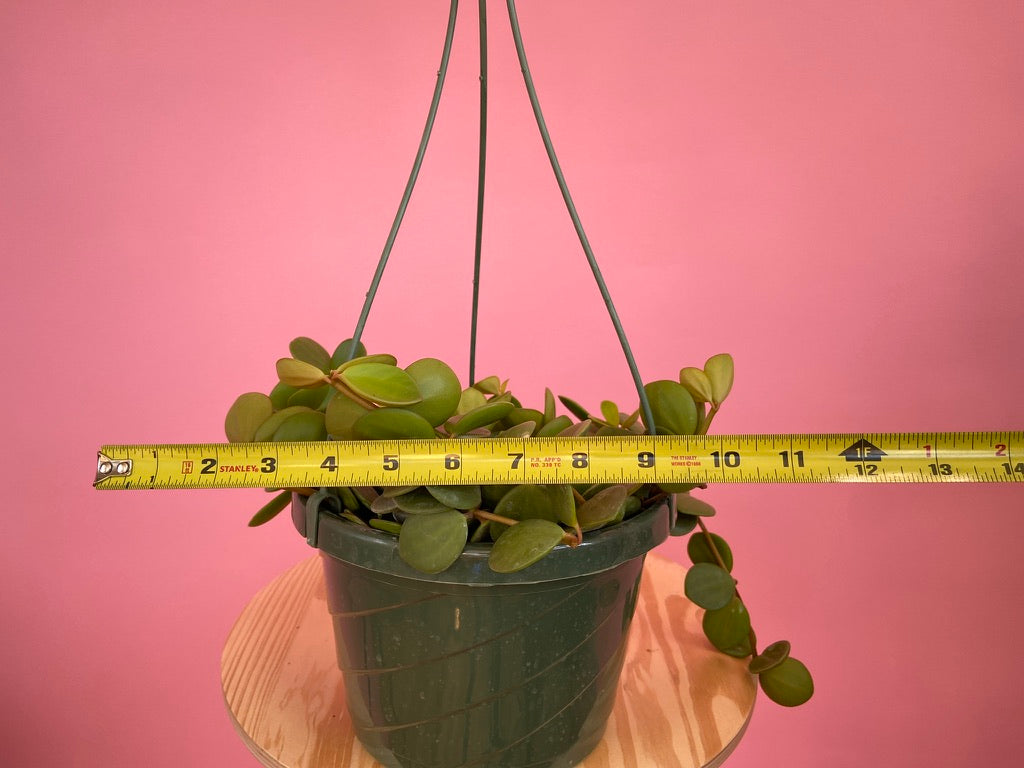 Peperomia "Hope" - 8"