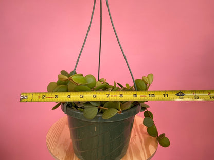 Peperomia "Hope" - 8"