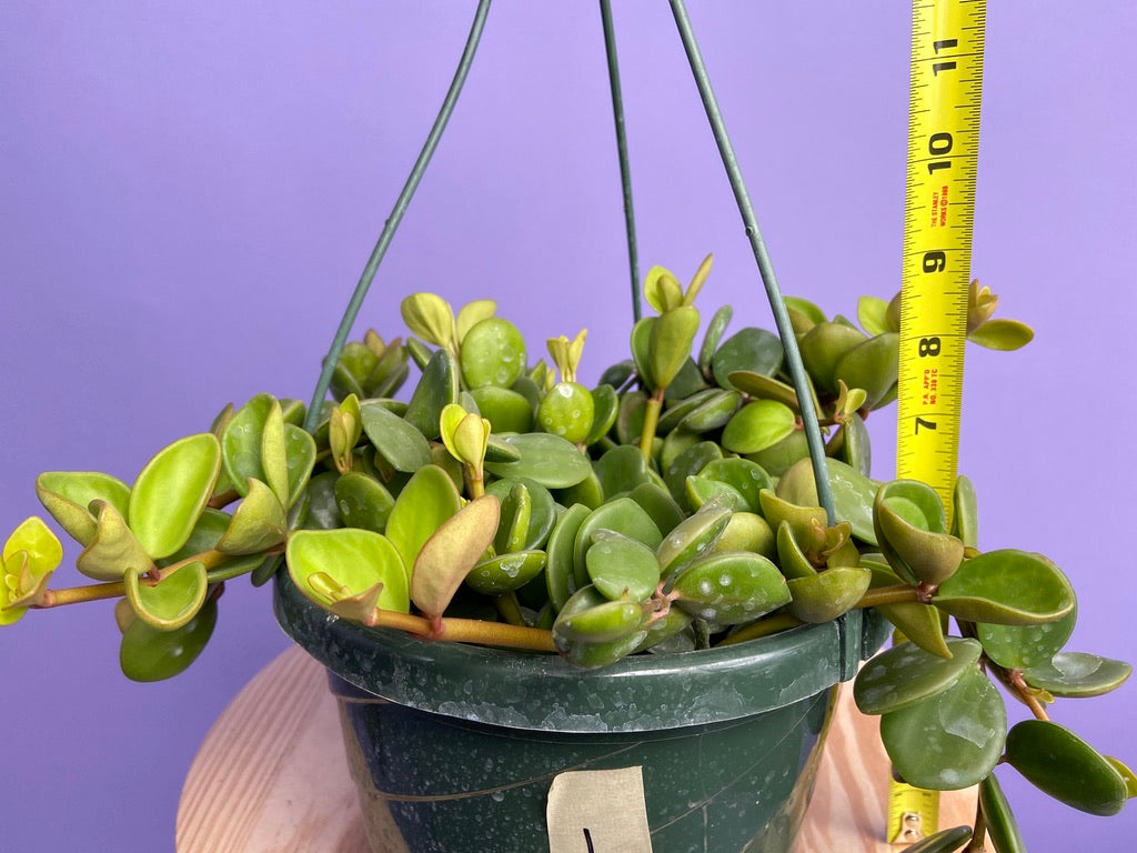Peperomia "Hope" - 8"