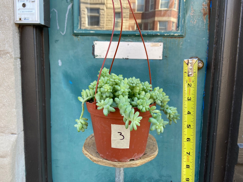Sedum Burro's Tail - 6"