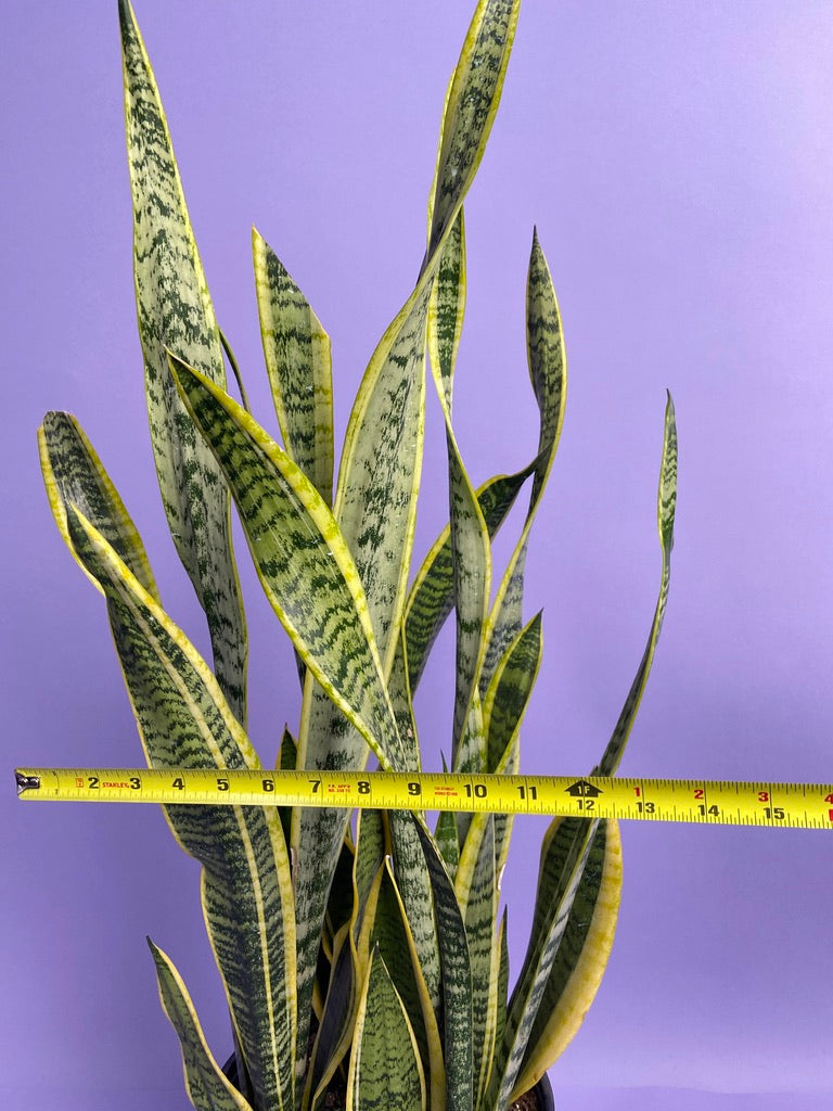 Sansevieria Laurentii (Snake Plant) - 10" Pot
