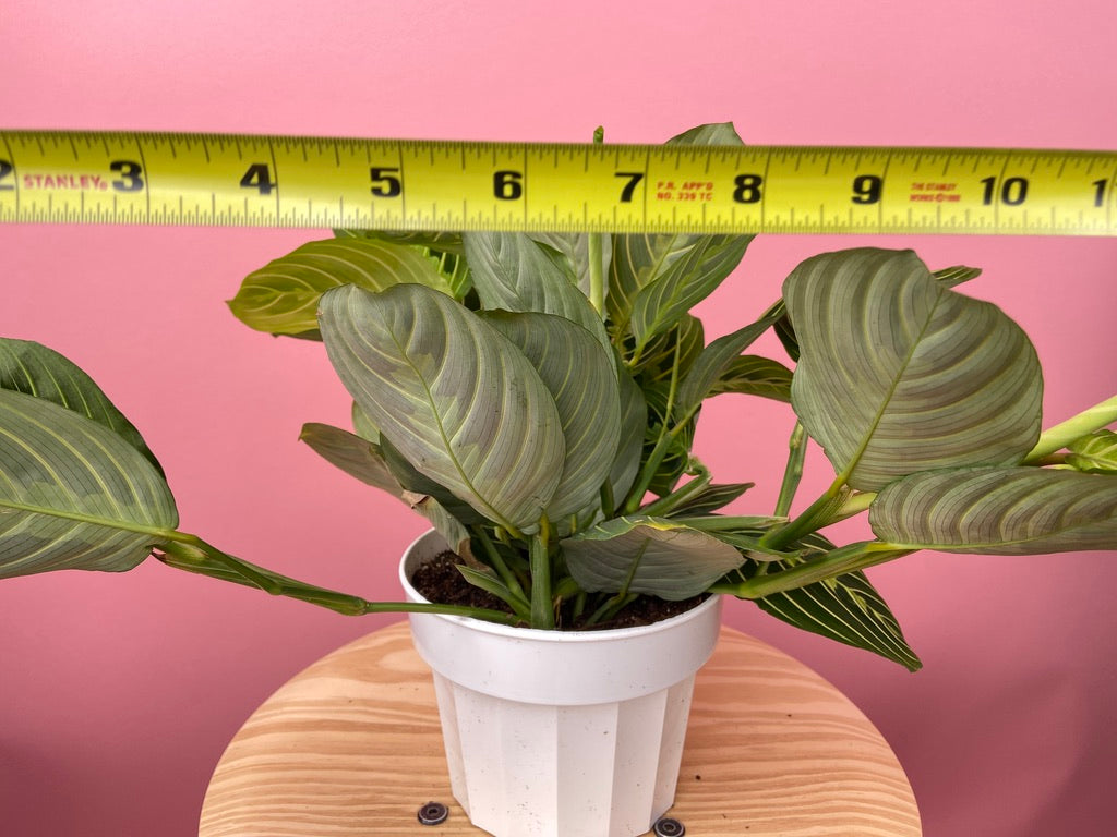 Maranta "Lemon Lime" - 6"