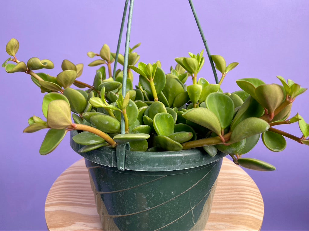 Peperomia "Hope" - 8"