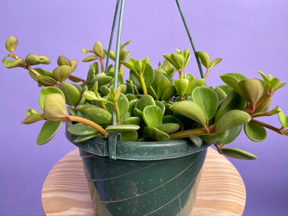Peperomia "Hope" - 8"