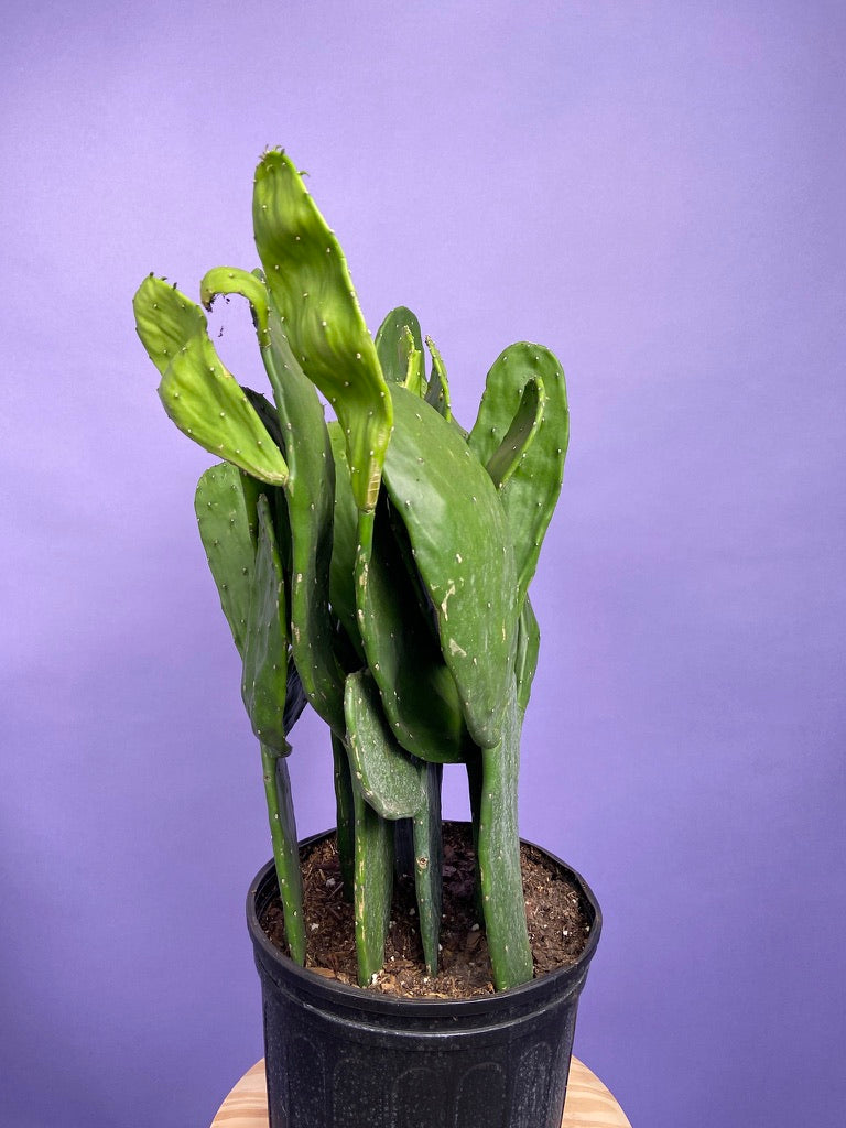 Prickly Pear Cactus (Spineless) - 10" Pot