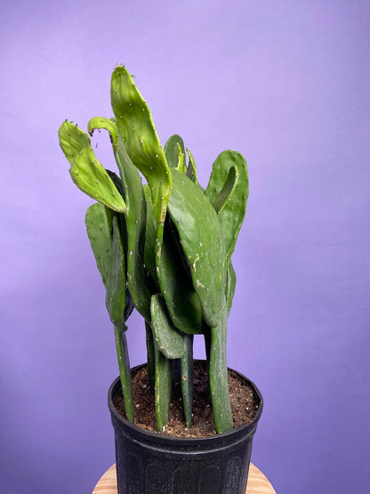 Prickly Pear Cactus (Spineless) - 10" Pot
