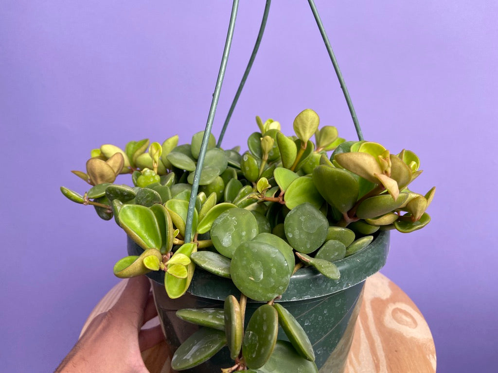 Peperomia "Hope" - 8"