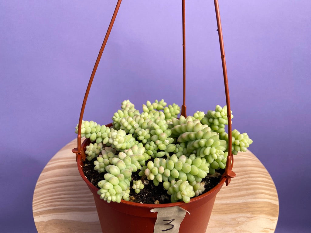 Sedum Burro's Tail - 6"