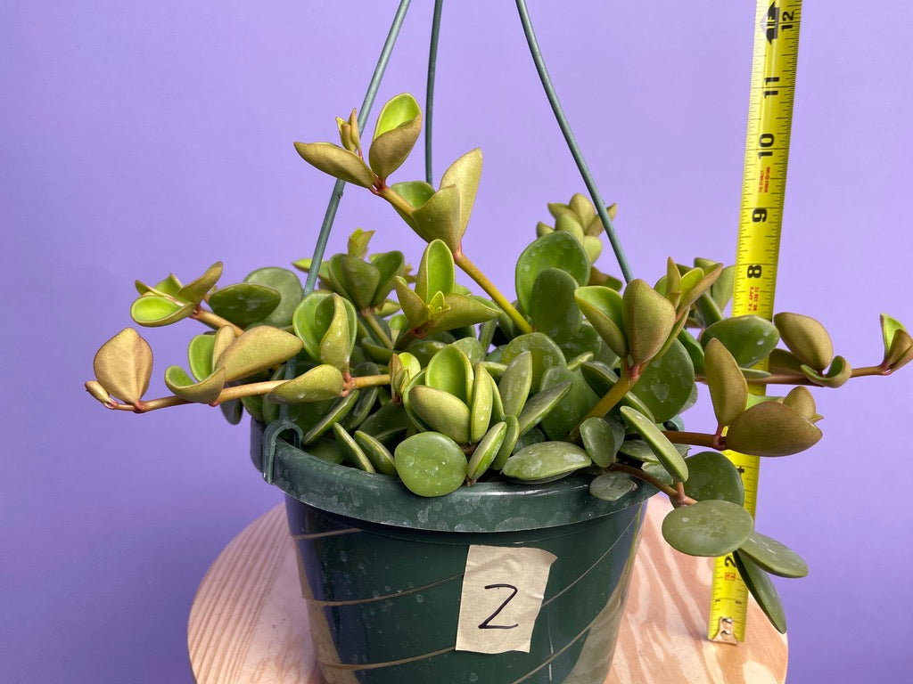 Peperomia "Hope" - 8"