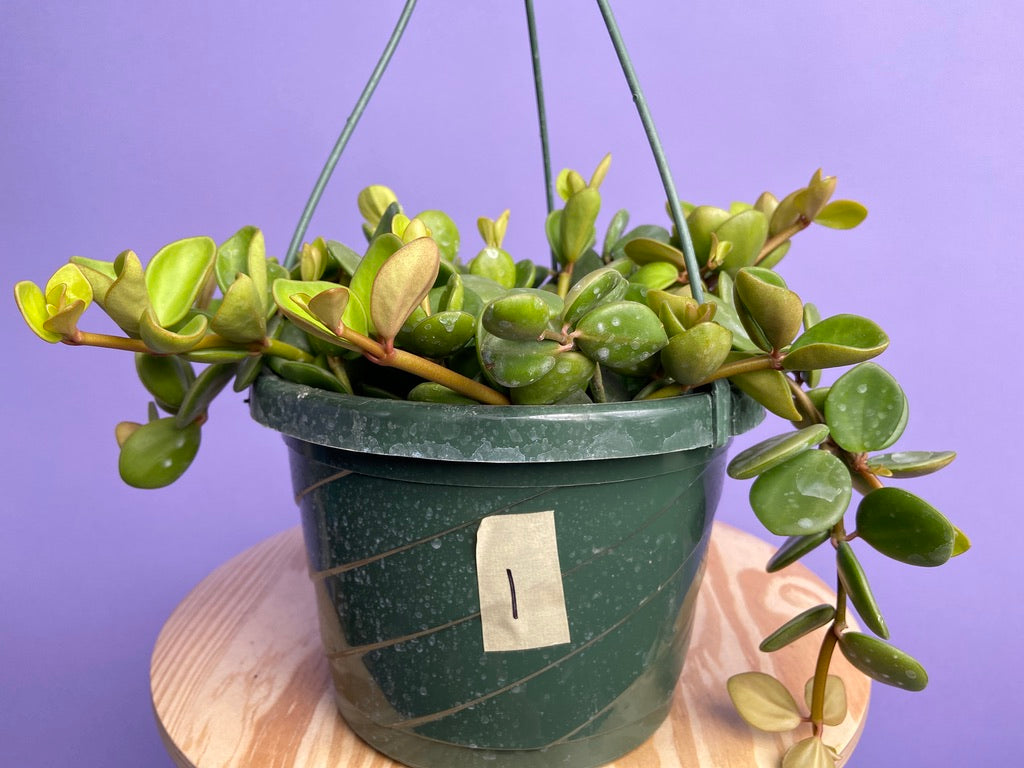 Peperomia "Hope" - 8"