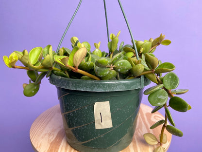 Peperomia "Hope" - 8"