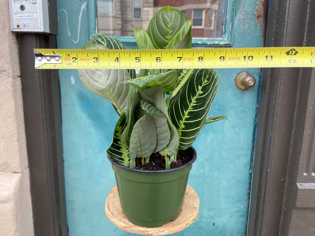 Maranta "Lemon Lime" - 6"