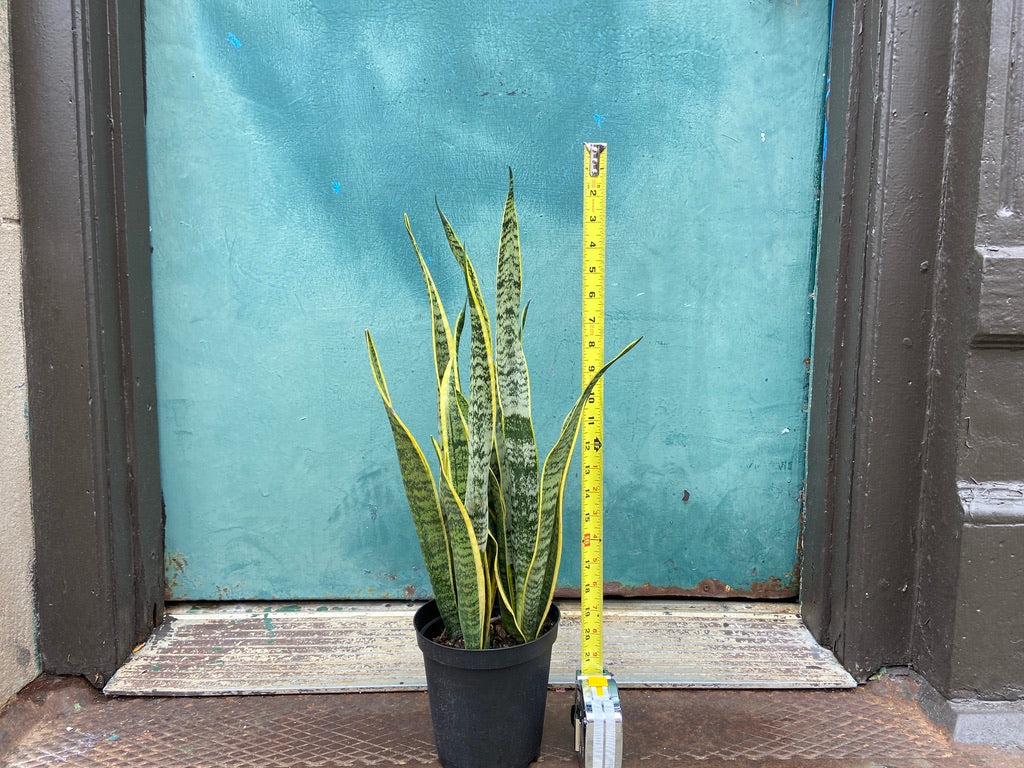 Sansevieria Laurentii (Snake Plant) - 6" Pot
