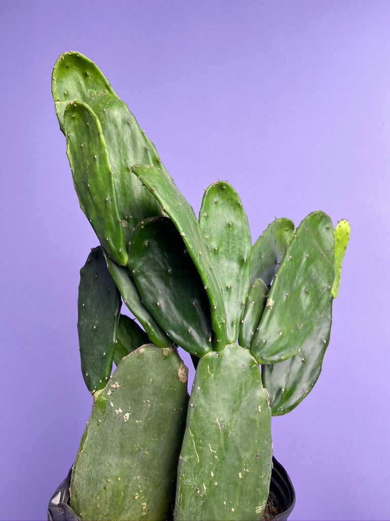Prickly Pear Cactus (Spineless) - 10" Pot