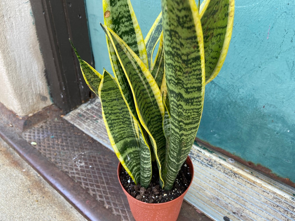 Sansevieria Laurentii (Snake Plant) - 6" Pot