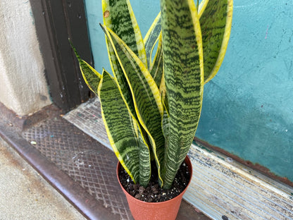 Sansevieria Laurentii (Snake Plant) - 6" Pot
