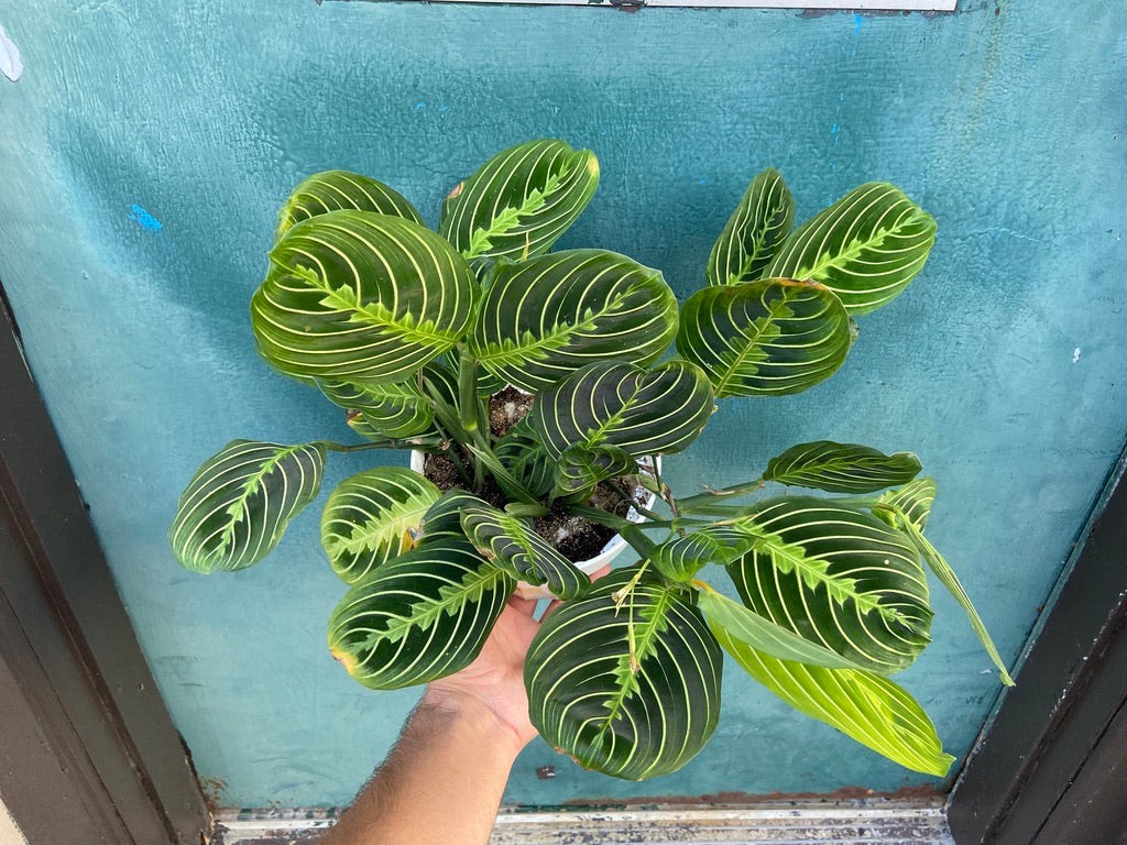 Maranta "Lemon Lime" - 6"