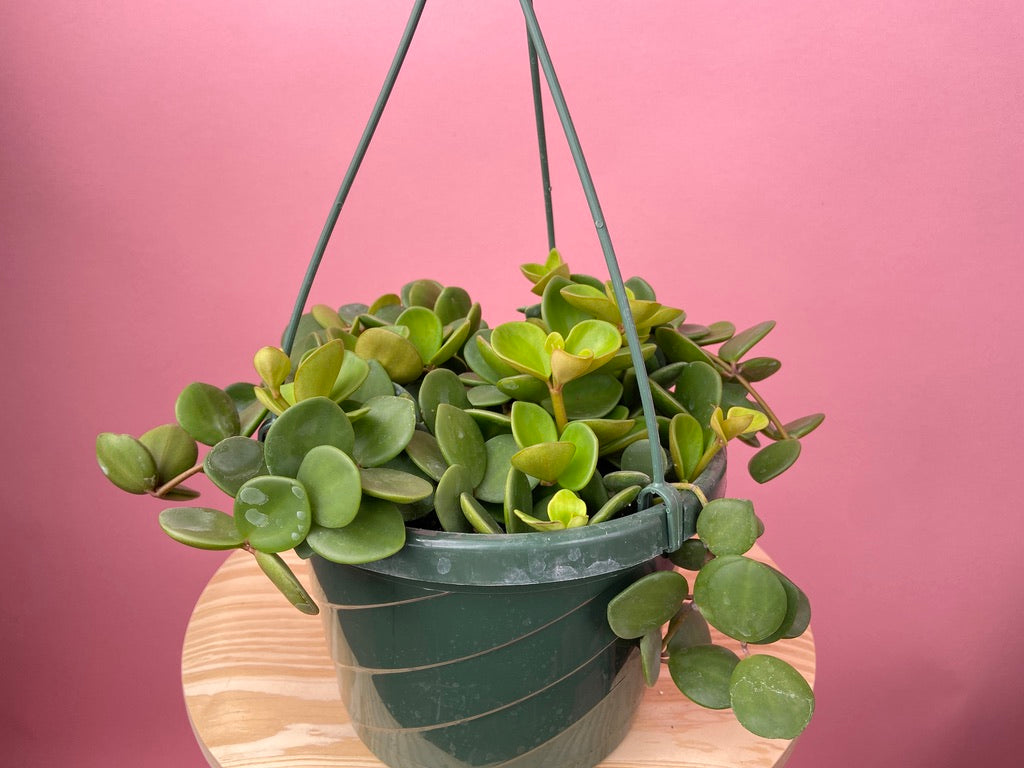 Peperomia "Hope" - 8"