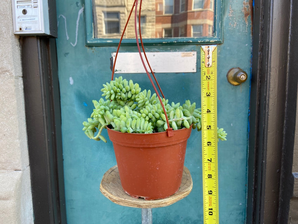 Sedum Burro's Tail - 6"