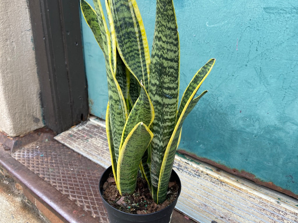 Sansevieria Laurentii (Snake Plant) - 6" Pot