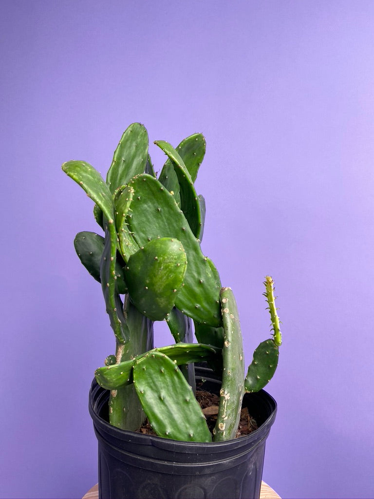 Prickly Pear Cactus (Spineless) - 10" Pot