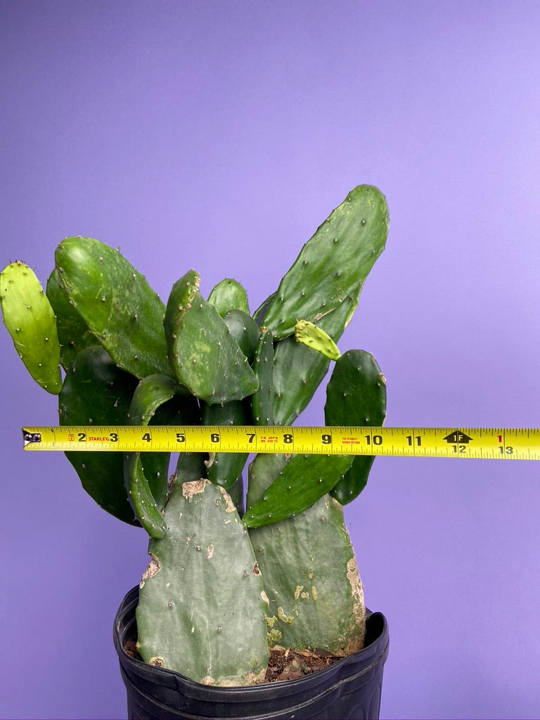Prickly Pear Cactus (Spineless) - 10" Pot