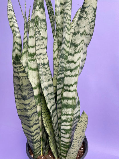 Sansevieria Zeylanica (Snake Plant) - 10" Pot
