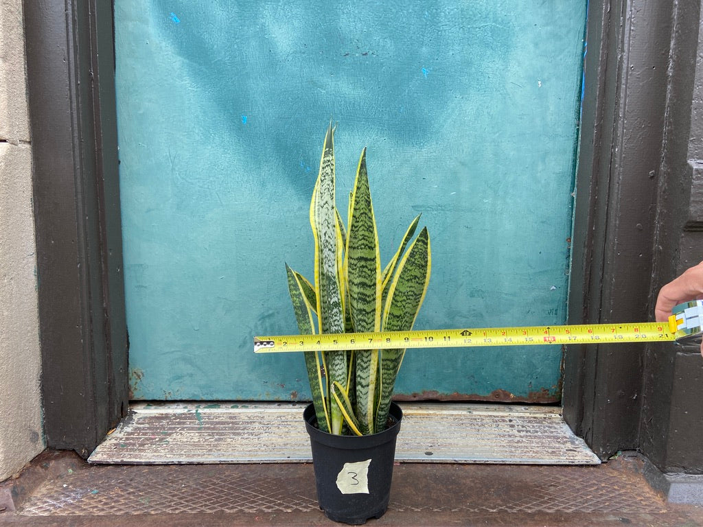 Sansevieria Laurentii (Snake Plant) - 6" Pot