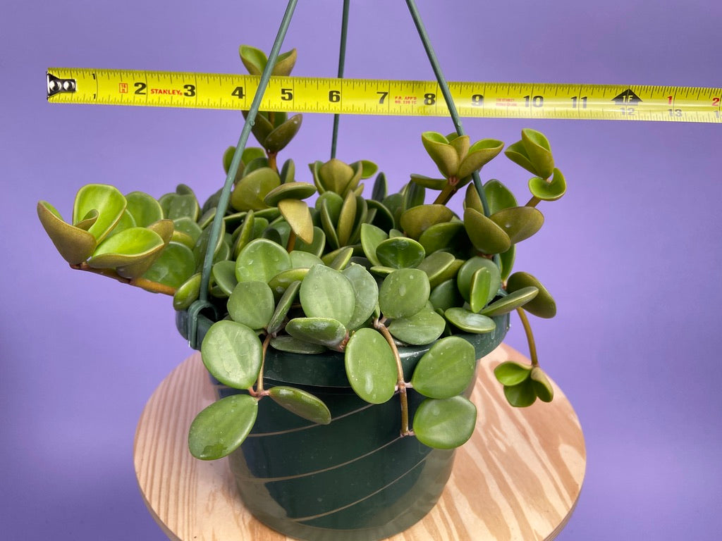 Peperomia "Hope" - 8"