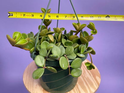 Peperomia "Hope" - 8"