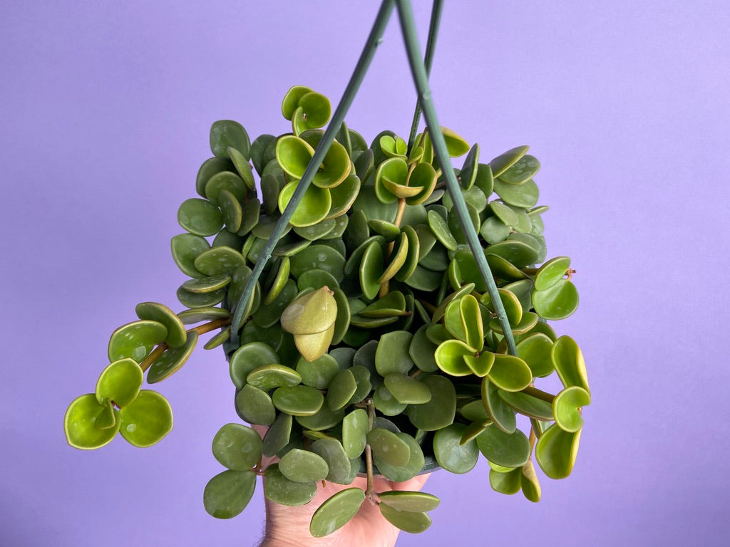 Peperomia "Hope" - 8"